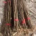 【免费提供种植技术】优质刺槐苗千亩基地现挖现发承接工程