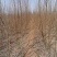 【免费提供种植技术】优质刺槐苗千亩基地现挖现发承接工程