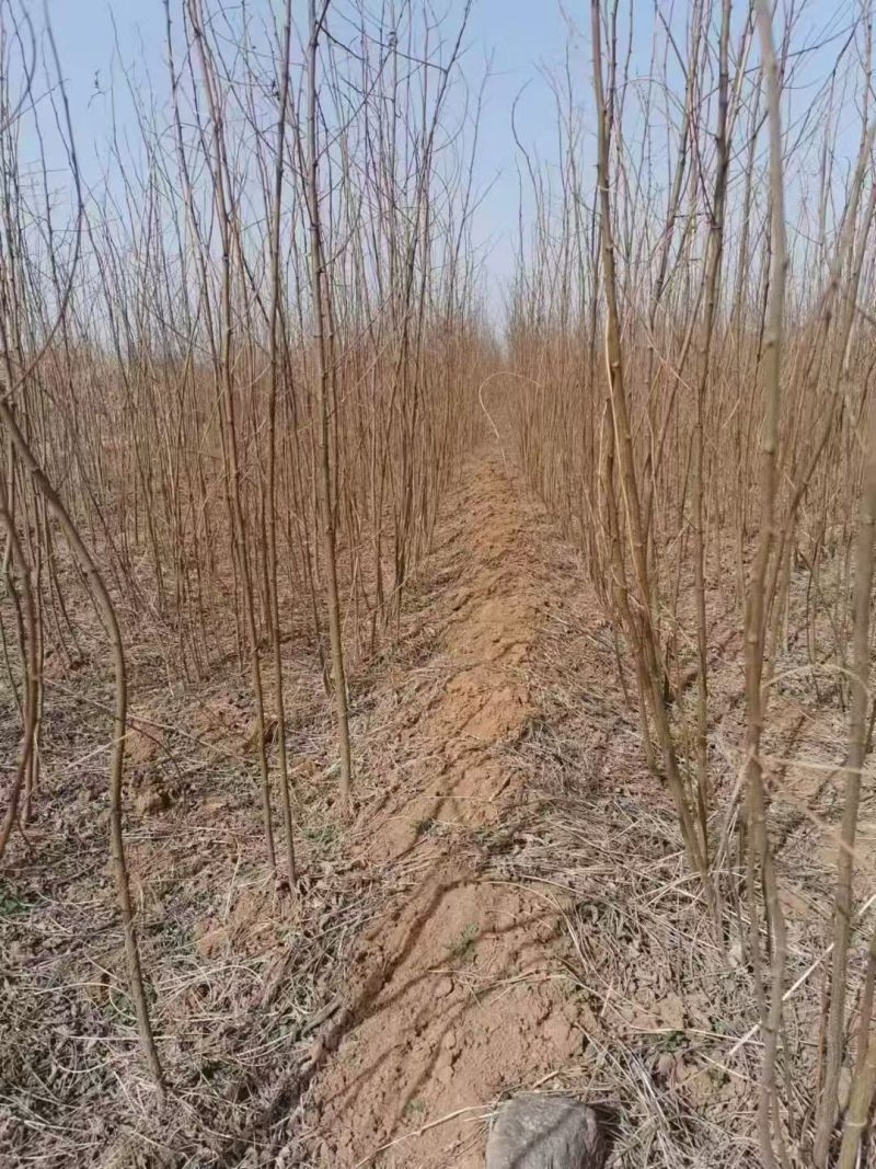 【实力承接工程】优质刺槐苗千亩基地现挖现发