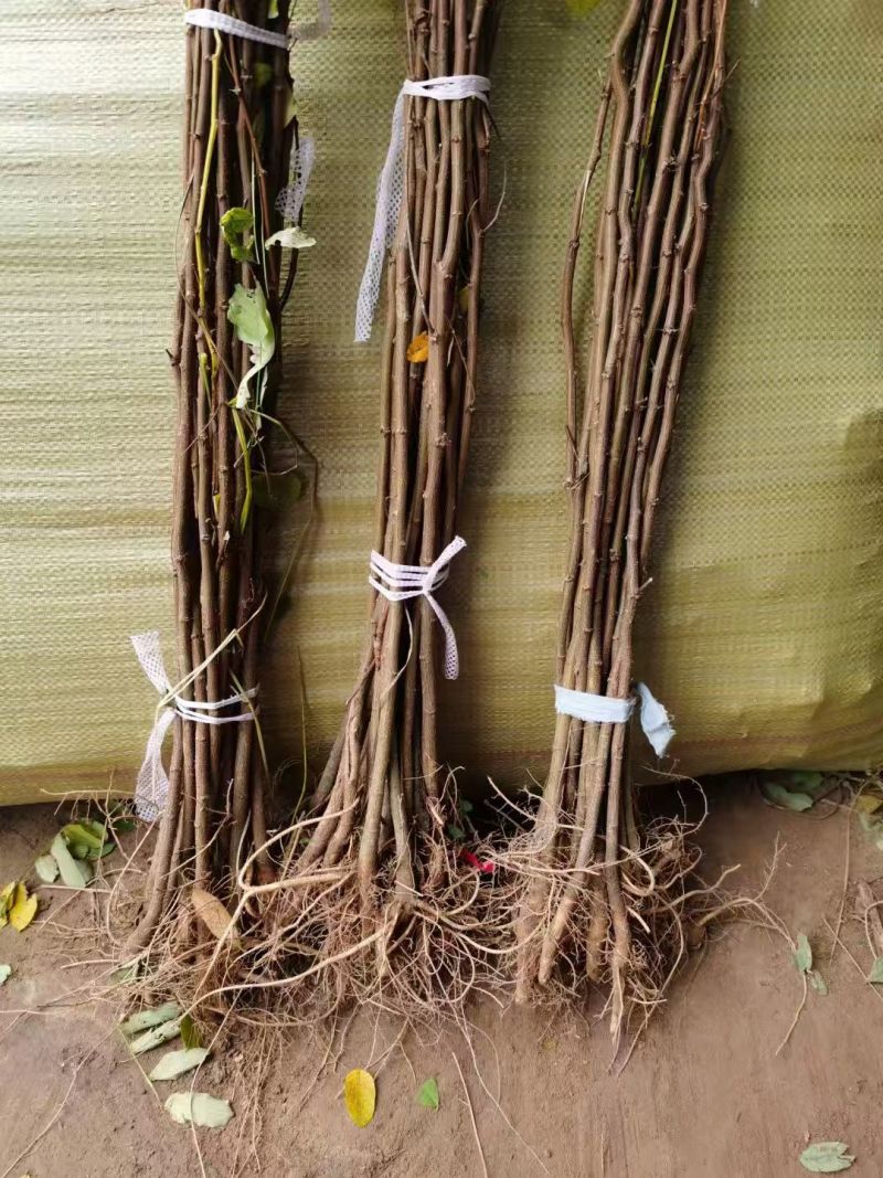 【实力承接工程】优质刺槐苗千亩基地现挖现发