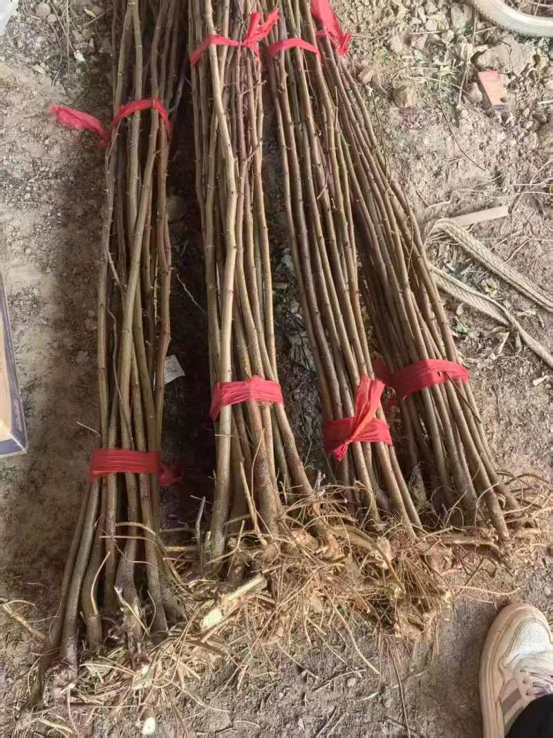 【实力承接工程】优质刺槐苗千亩基地现挖现发