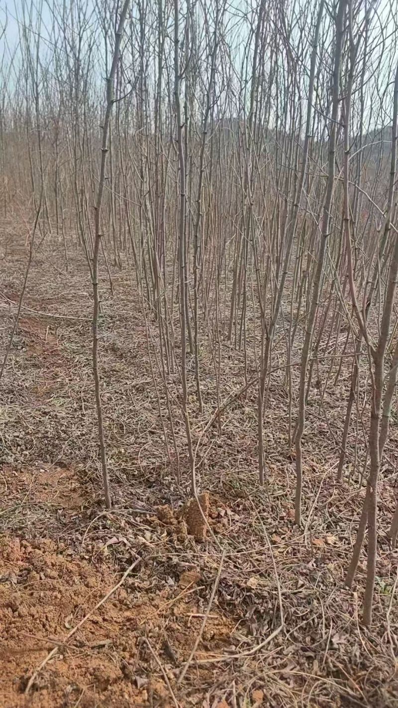 【实力承接工程】优质刺槐苗千亩基地现挖现发