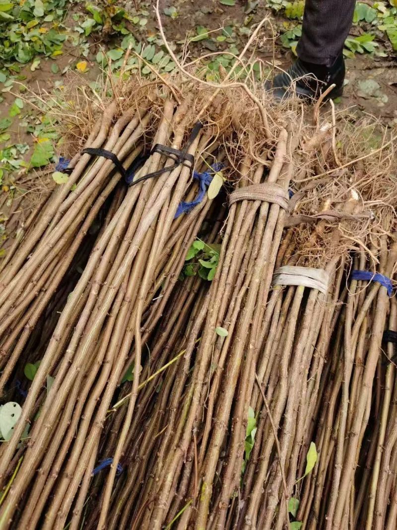 【实力承接工程】优质刺槐苗千亩基地现挖现发