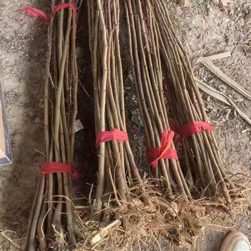 【实力承接工程】优质刺槐苗千亩基地现挖现发