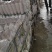 白，条形好，无黑点