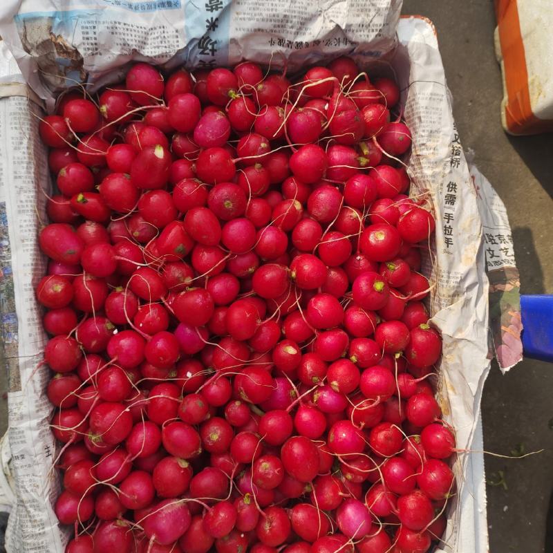 山东樱桃萝卜，脆口甜一件60斤