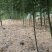 大量雷竹苗供应（量大从优）品质保证，可视频看货