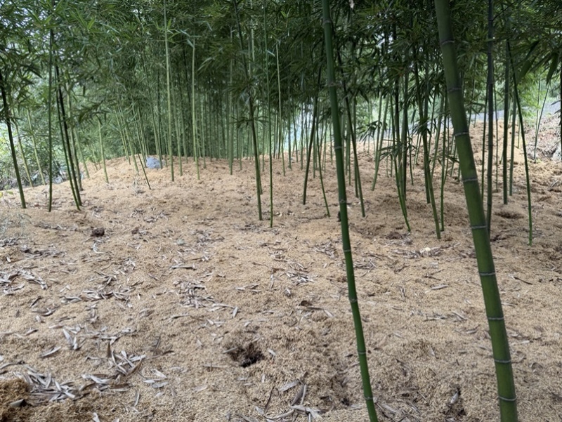 大量雷竹苗供应（量大从优）品质保证，可视频看货