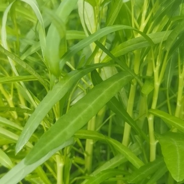 空心菜