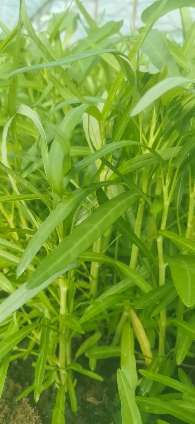 空心菜