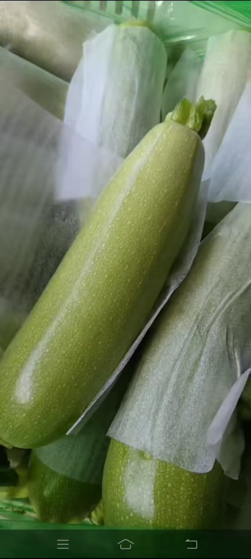 精品西葫芦