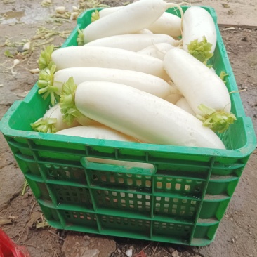 白萝卜等蔬菜种植户