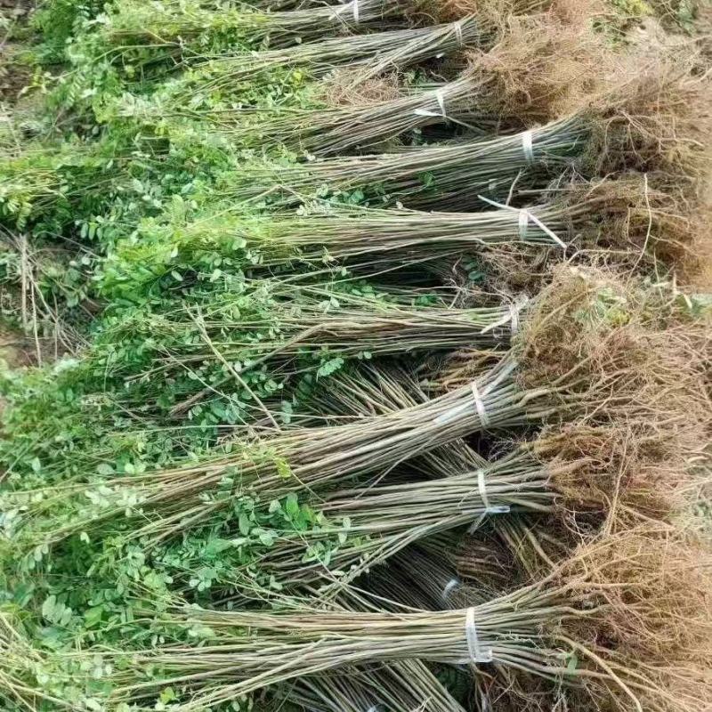 【承接各项绿化工程】精品紫穗槐苗规格齐全欢迎洽谈