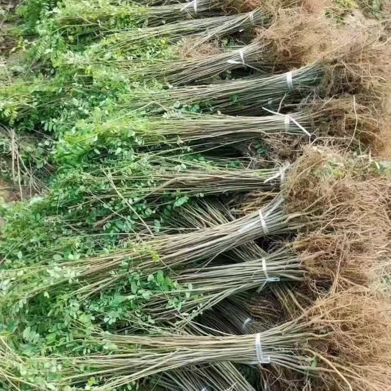 【提供种植技术】优质紫穗槐苗千亩基地现挖现发承接工程