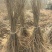 【提供种植技术】优质紫穗槐苗千亩基地现挖现发承接工程