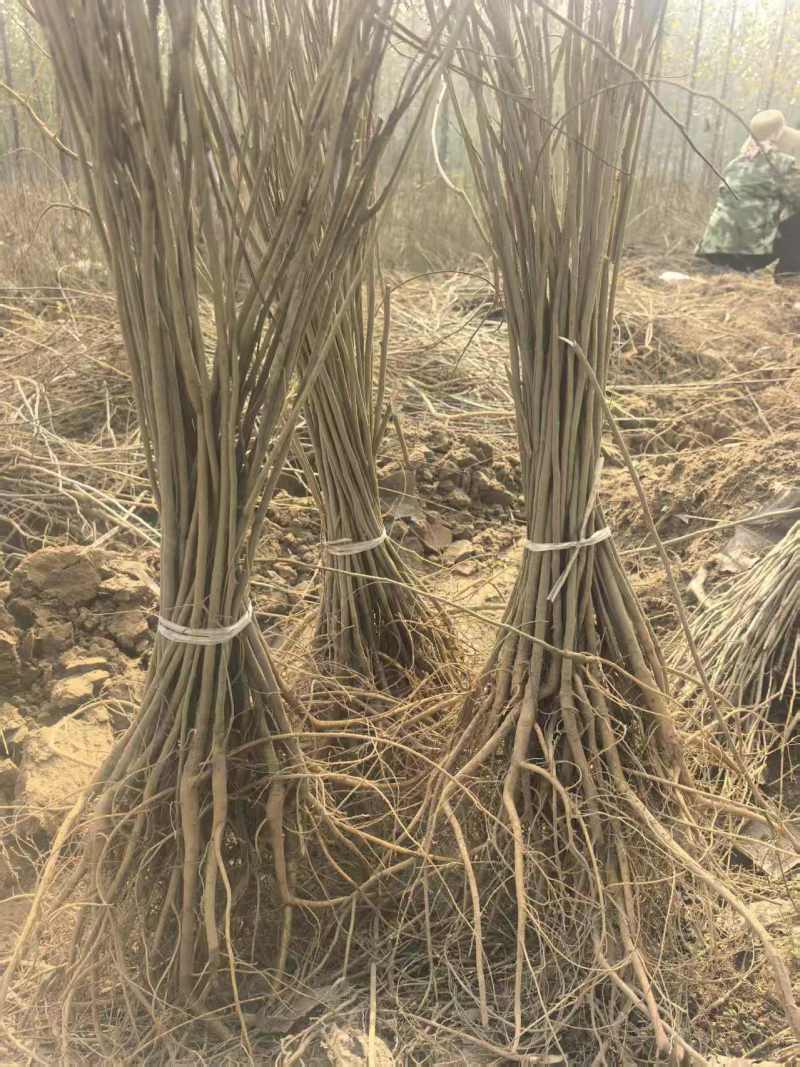 【提供种植技术】优质紫穗槐苗千亩基地现挖现发承接工程