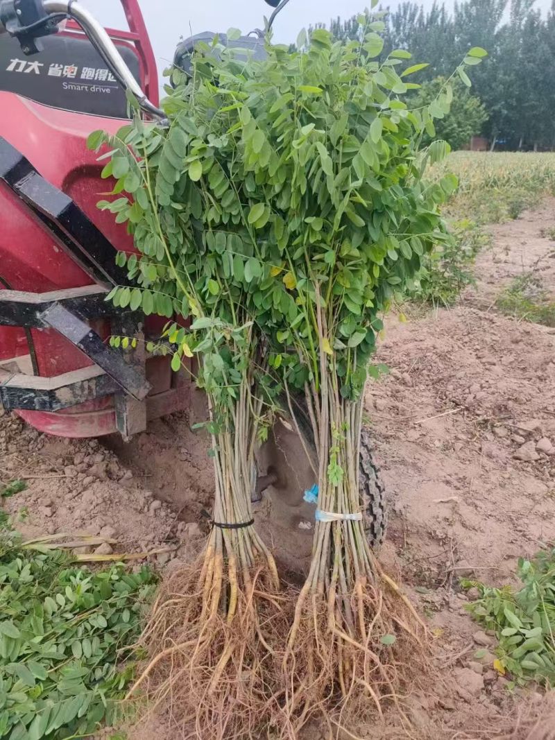 【提供种植技术】优质紫穗槐苗千亩基地现挖现发承接工程