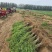 【提供种植技术】优质紫穗槐苗千亩基地现挖现发承接工程