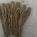 无硫当归中货，半成品批发零售。欢迎老板们咨询下单。