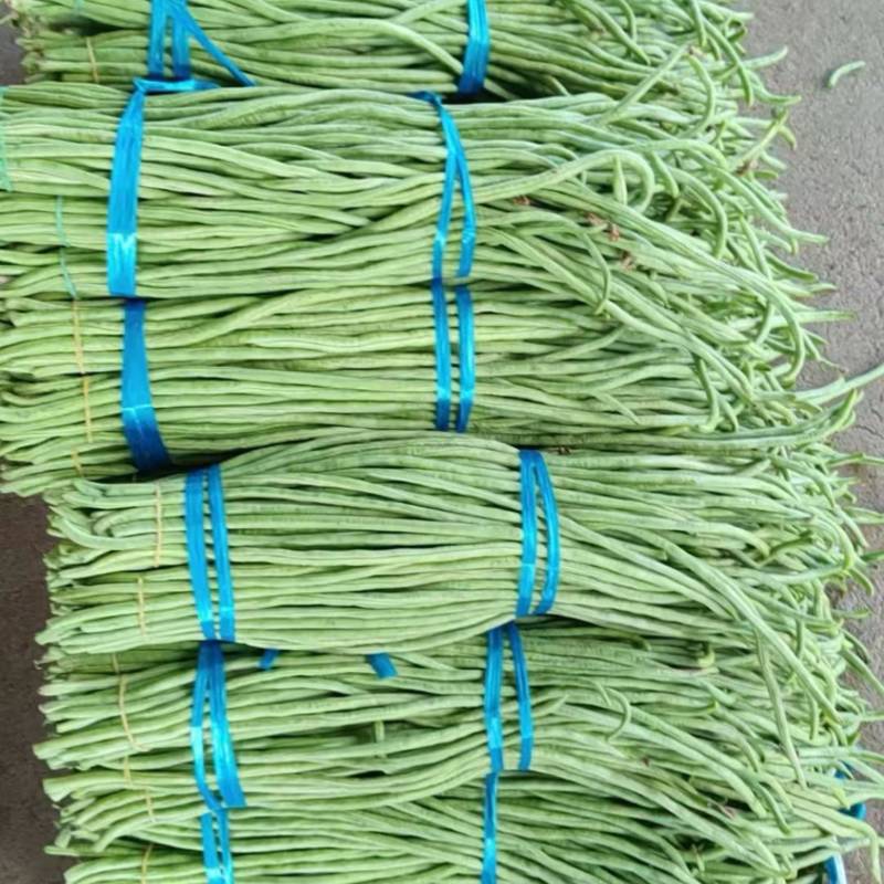 广东基地直采豆角脆嫩饱满新鲜采摘质量保证全国发货