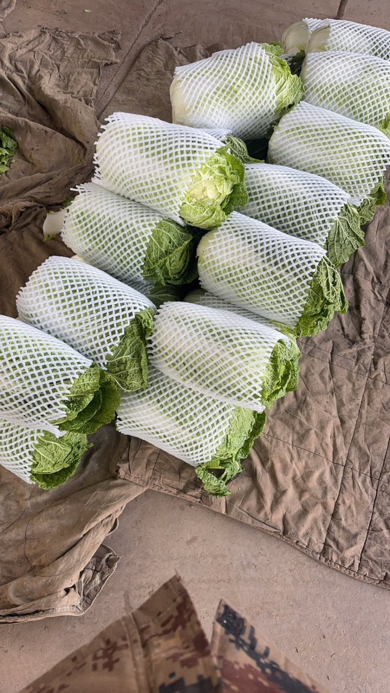 精品大白菜，货量充足，便宜的也有，欢迎咨询