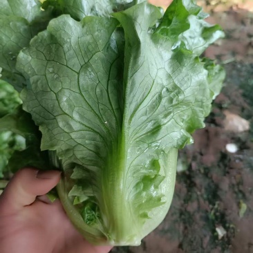 罗马意大利，叶子漂亮，颜色正宗，大量有货，欢迎来电咨询