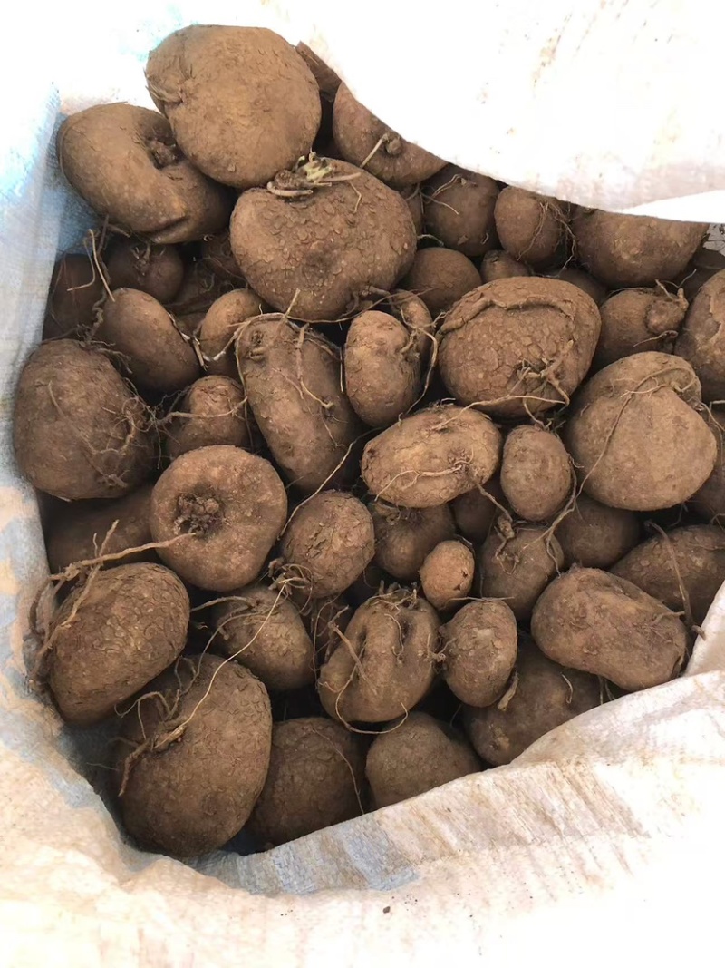 红藤圆叶山乌龟
