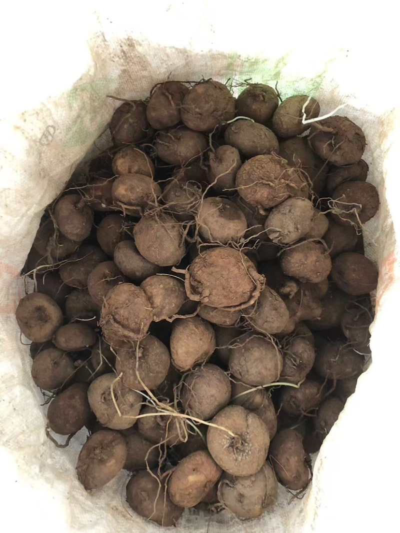 红藤圆叶山乌龟