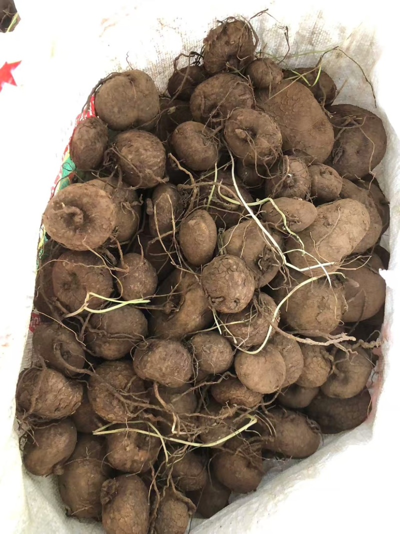 红藤圆叶山乌龟
