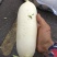 新鲜白萝卜