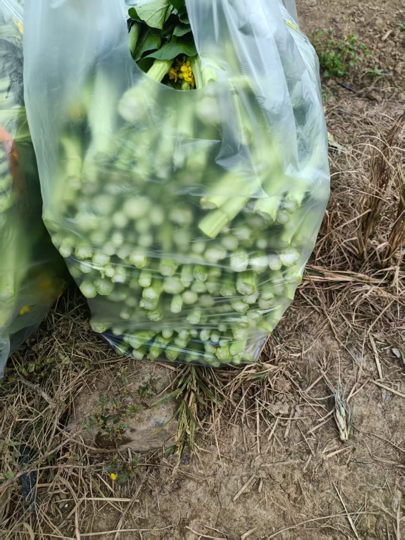 宁夏甜菜心，大量现货