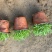 欧石竹基地耐践踏园林绿化工程苗庭院栽植花期长