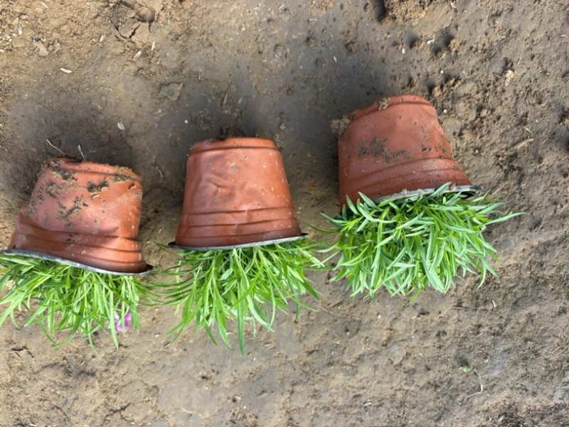 欧石竹基地耐践踏园林绿化工程苗庭院栽植花期长