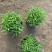 欧石竹基地耐践踏园林绿化工程苗庭院栽植花期长