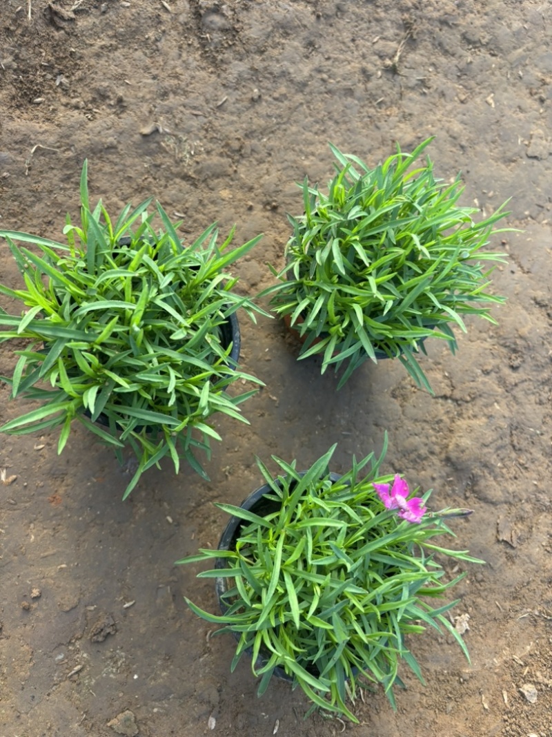 欧石竹基地耐践踏园林绿化工程苗庭院栽植花期长