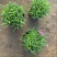 欧石竹基地耐践踏园林绿化工程苗庭院栽植花期长