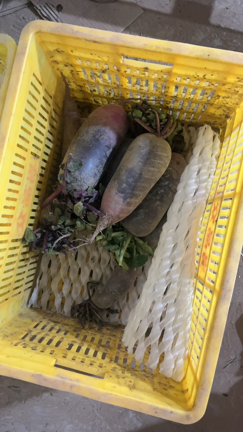 紫美冰淇淋萝卜水果萝卜