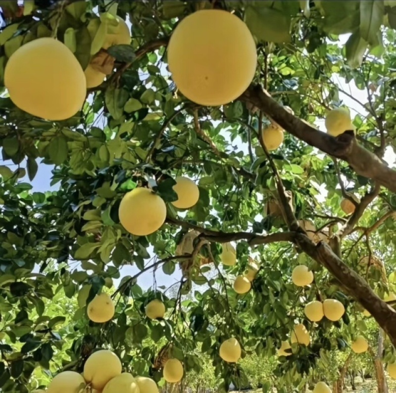 白柚贡水白柚湖北发货水分充足口感甜好吃不贵进店买