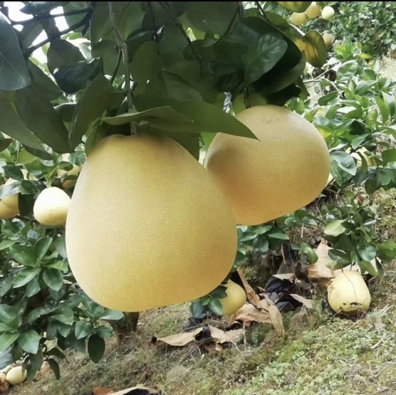 白柚贡水白柚湖北发货水分充足口感甜好吃不贵进店买