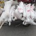 直条羊，烤全羊**，15-80斤大小可挑量大优惠，全国发