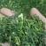 速冻荠菜馅大量有货，对接全国客商欢迎联系
