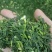 速冻荠菜馅大量有货，对接全国客商欢迎联系