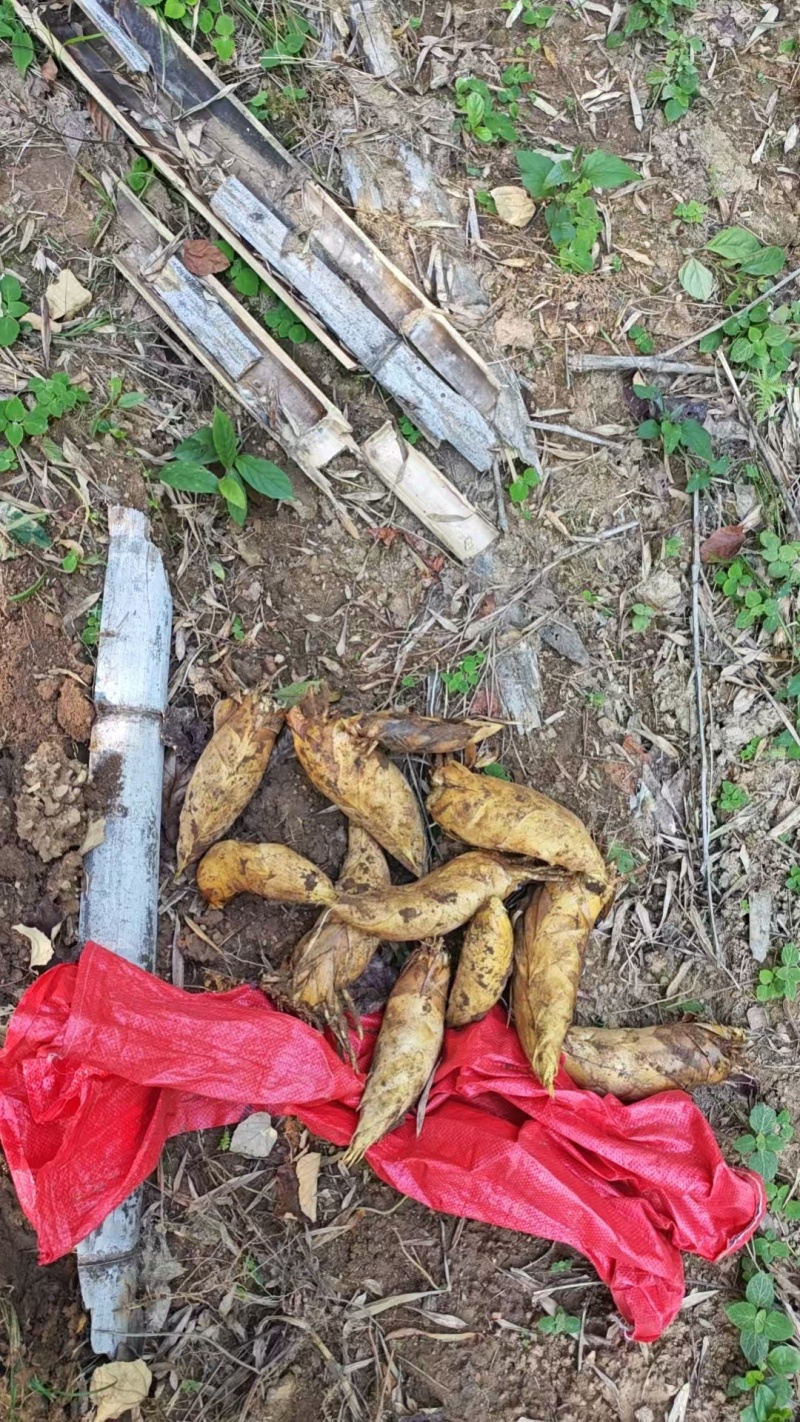 广东精品冬笋黄泥冬笋现挖现挖新鲜美味品质保障欢迎下单