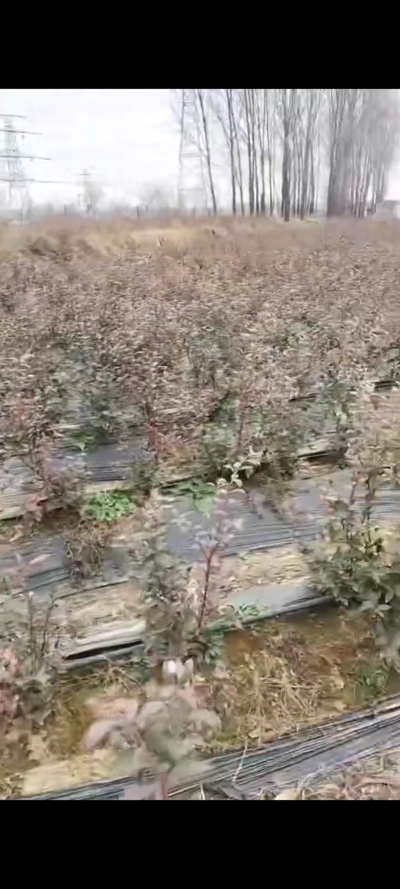 北陆蓝莓苗，保质保量，可以视频验货，欢迎咨询