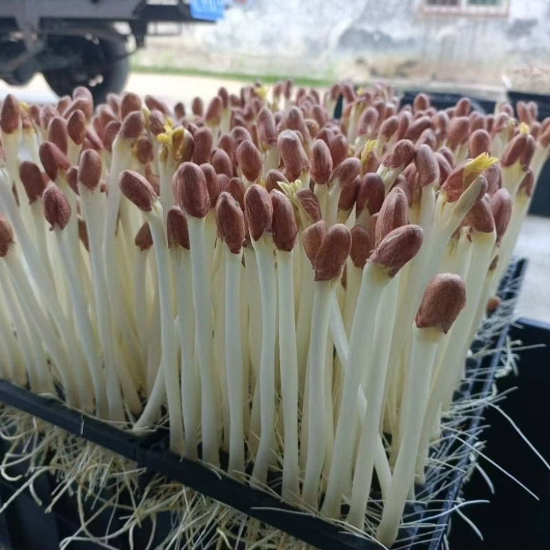 优质水培花生芽清甜脆口营养丰富，欢迎各位老板咨询