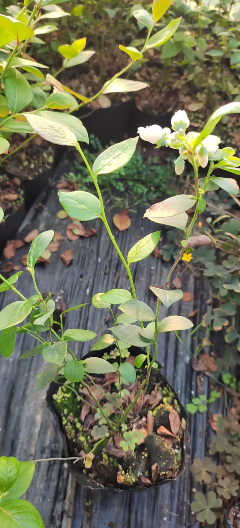 北陆蓝莓苗，保质保量，可以视频验货，欢迎咨询
