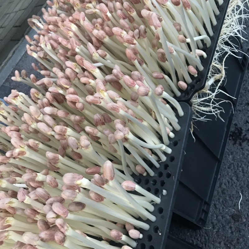 优质水培花生芽清甜脆口营养丰富，欢迎各位老板咨询