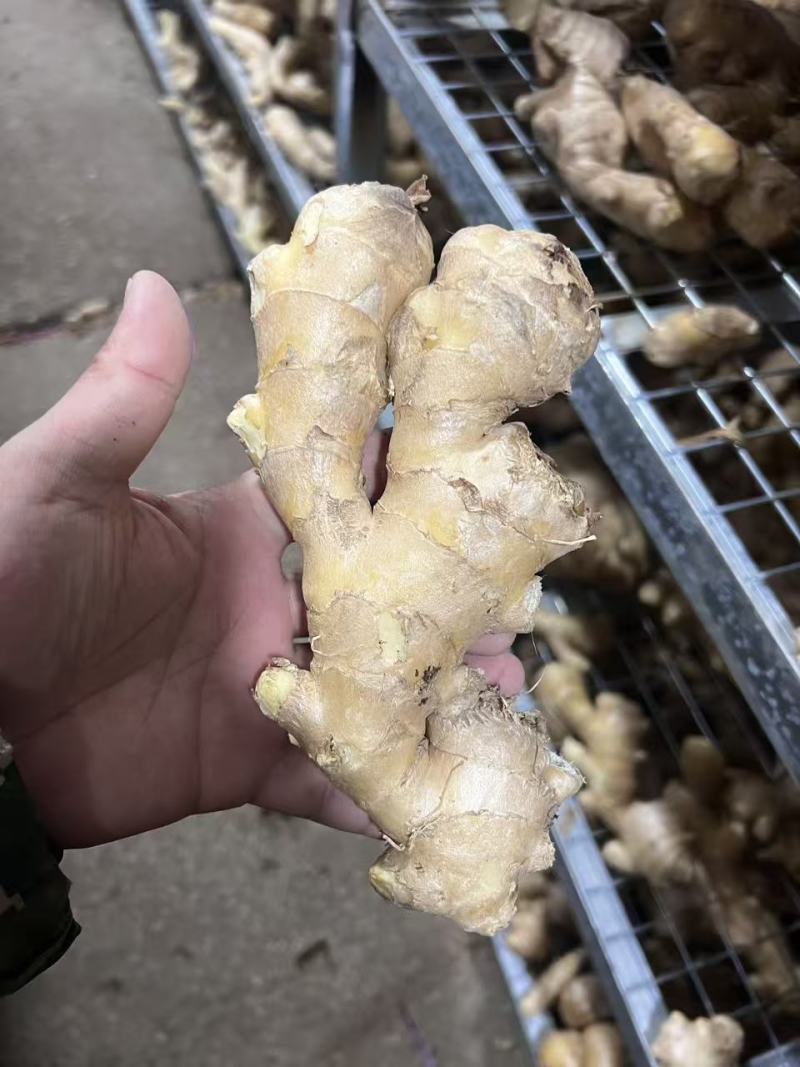 昌邑大姜高中低规格都有