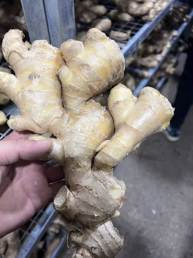 昌邑大姜高中低规格都有