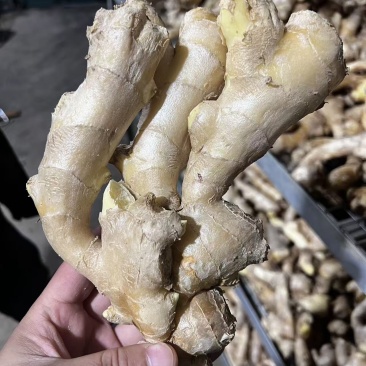 昌邑大姜高中低规格都有